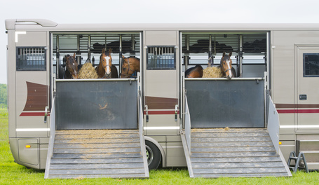 Pferde Transport